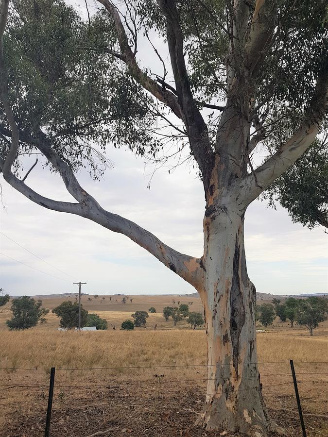 Wantana Cottage Farmstay Boorowa Extérieur photo